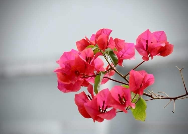 Về đâu…