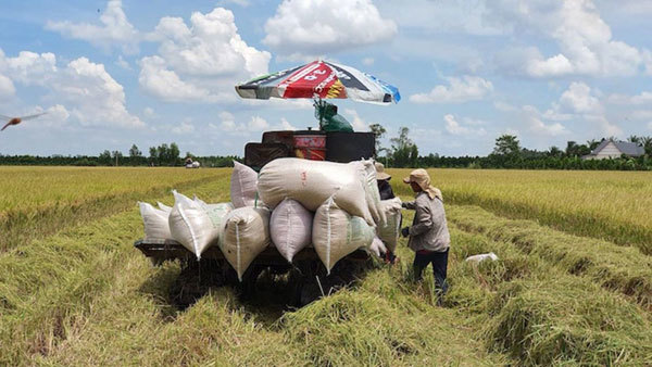 Mekong Delta,rice export