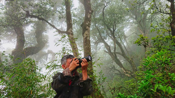 Exploring centuries-old Shan Tuyet tea trees on Ta Lien Son