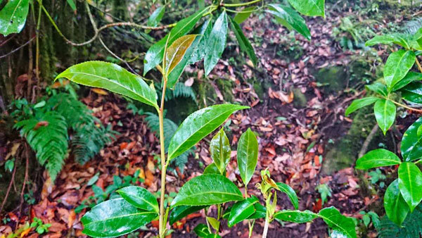 Exploring centuries-old Shan Tuyet tea trees on Ta Lien Son