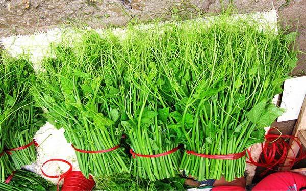 Tam Dao’s green chayote tops and fruits leave visitors impressed