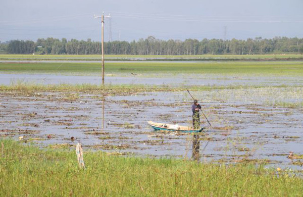 Late flooding season results in low sediment levels, fewer aquatic food sources in rice fields in Mekong Delta