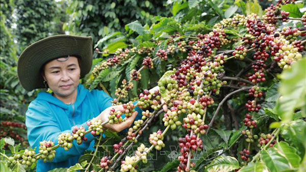 coffee,farm produces