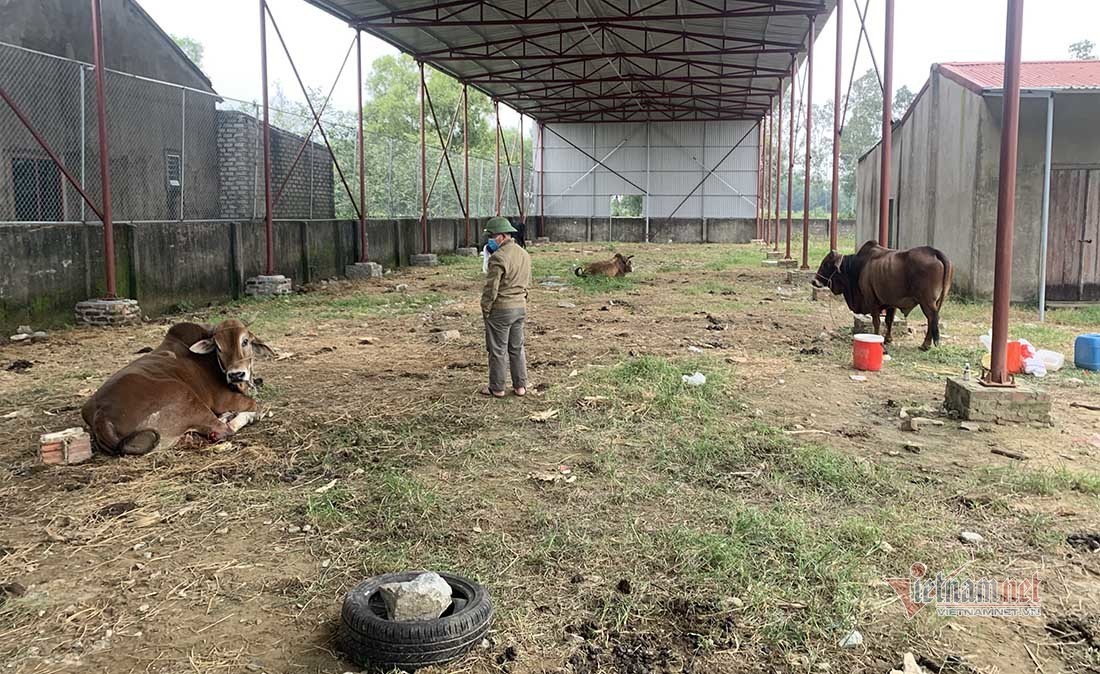 Truy tìm hung thủ chém đàn bò đứt chân ở Nghệ An