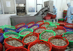 Decrease in in seafood exports expected as a result of new Chinese policy