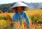 Binh Lieu in the ripe rice season