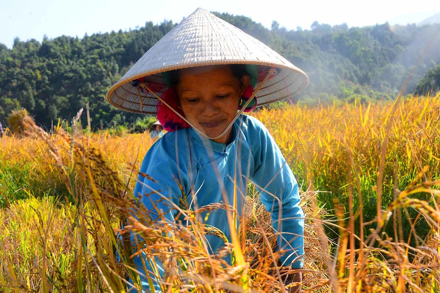 Binh Lieu in the ripe rice season