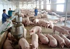 Giá lợn vẫn giảm: Quá rẻ, chưa đến 50 nghìn đồng/kg