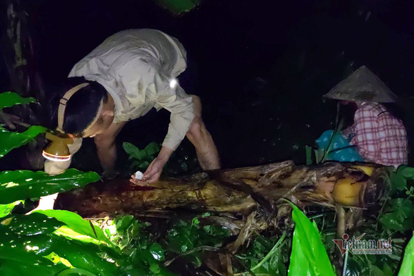 Đêm soi đèn tìm dấu nấm 'vua', sáng ra mang bán 'hái' tiền triệu