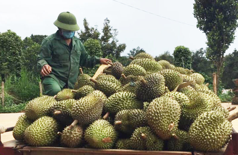 Phía Nam vào vụ thu hoạch lớn, lập gấp “vùng xanh” nông sản tránh đứt gãy chuỗi cung ứng