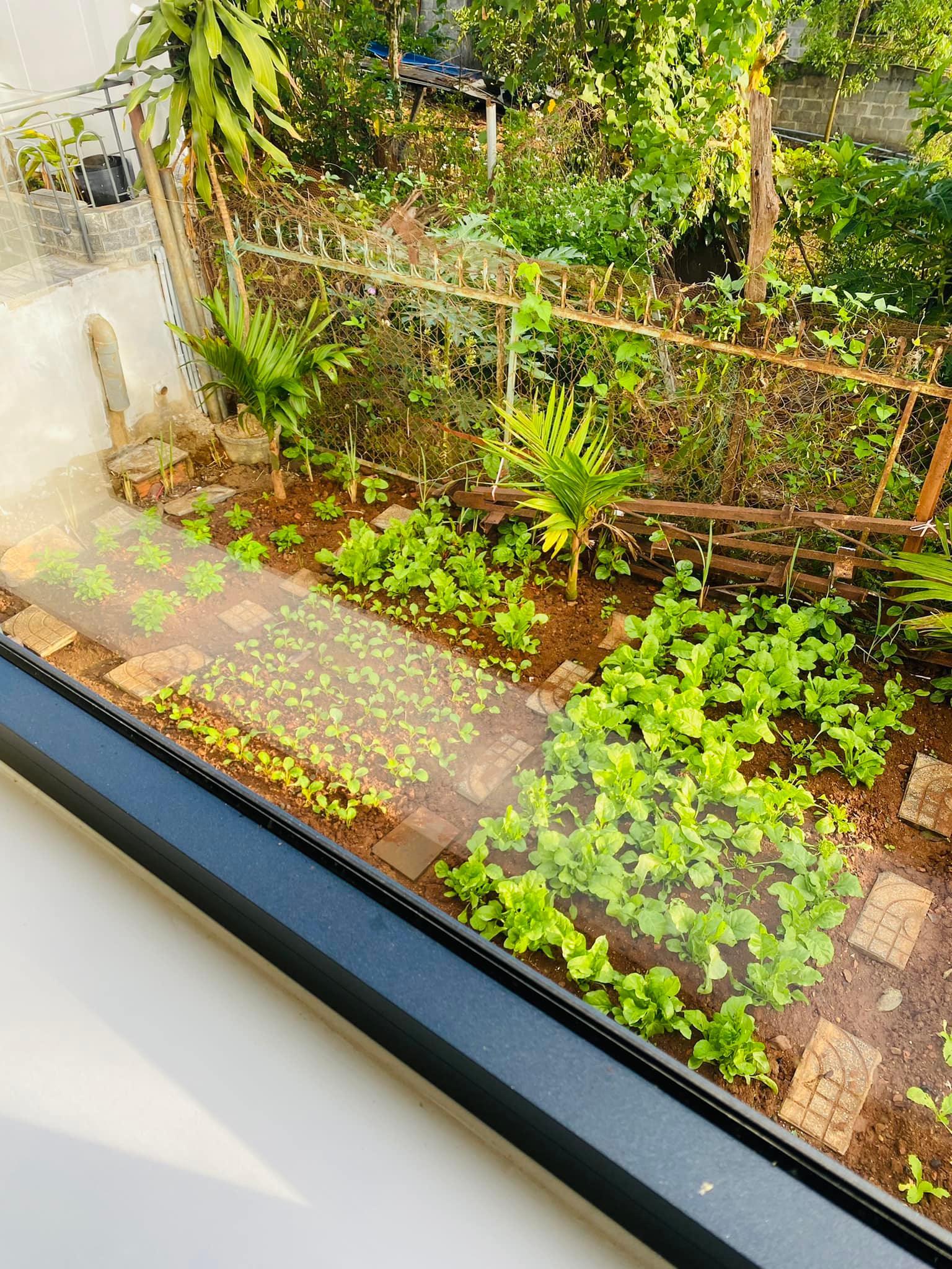Nhà mái Thái rộng 170m2 ở Gia Lai có vườn rau nhỏ xinh mướt mắt