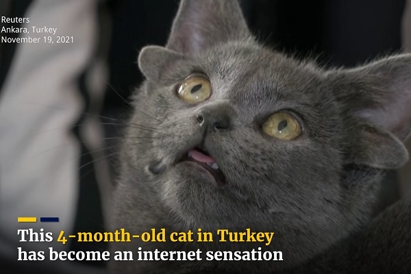 Chú mèo bốn tai thành hiện tượng kỳ thú trên Internet