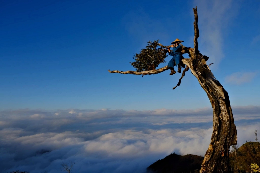 Hình ảnh đẹp ấn tượng của cây phong ba Lảo Thẩn trước ngày bị đốn hạ