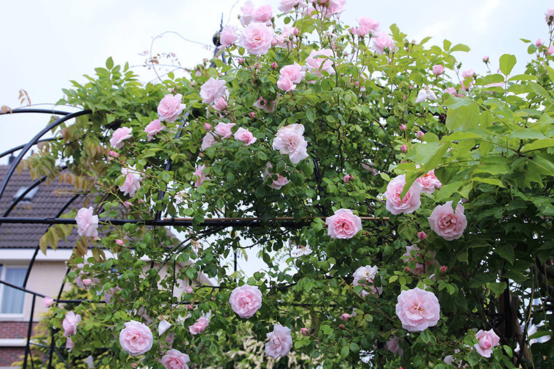 Bạn của chồng liên tục đến nhậu, vợ bê ra mâm cơm toàn rau và đậu