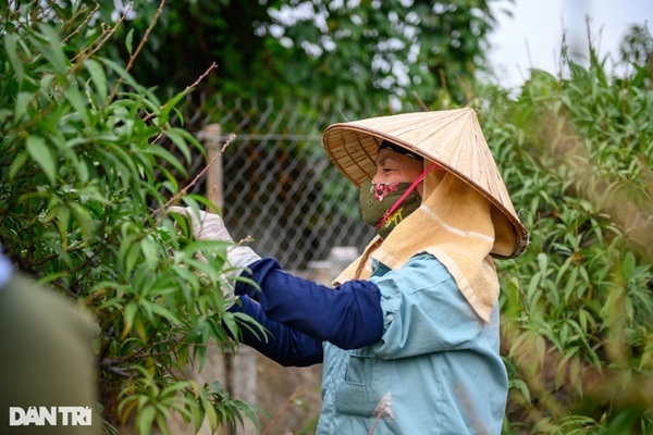 Người dân trồng đào Nhật Tân tất bật tuốt lá, lắp điều hòa cho đào Tết