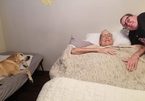 Chú chó theo chân chủ suốt 9 năm chữa ung thư, cả hai lìa đời cách nhau vài giờ