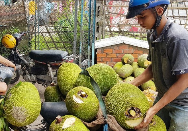 Xuất khẩu sang Trung Quốc gặp khó, mít Thái rớt giá còn 2.000 đồng/kg