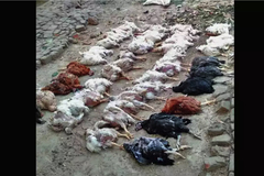 Nhạc đám cưới Ấn Độ khiến 63 con gà tử vong vì đau tim