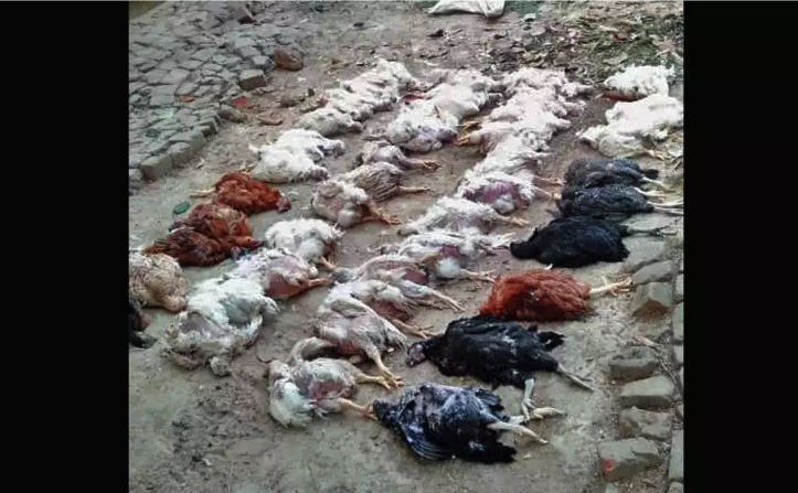 Nhạc đám cưới Ấn Độ khiến 63 con gà tử vong vì đau tim
