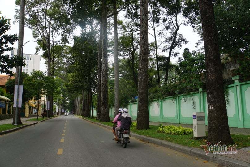 Người dân TP.HCM xót xa cho 3 cây dầu cổ thụ trên đường Nguyễn Bỉnh Khiêm bị đốn hạ