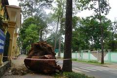 Người dân TP.HCM xót xa ba cây dầu cổ thụ đường Nguyễn Bỉnh Khiêm bị đốn hạ