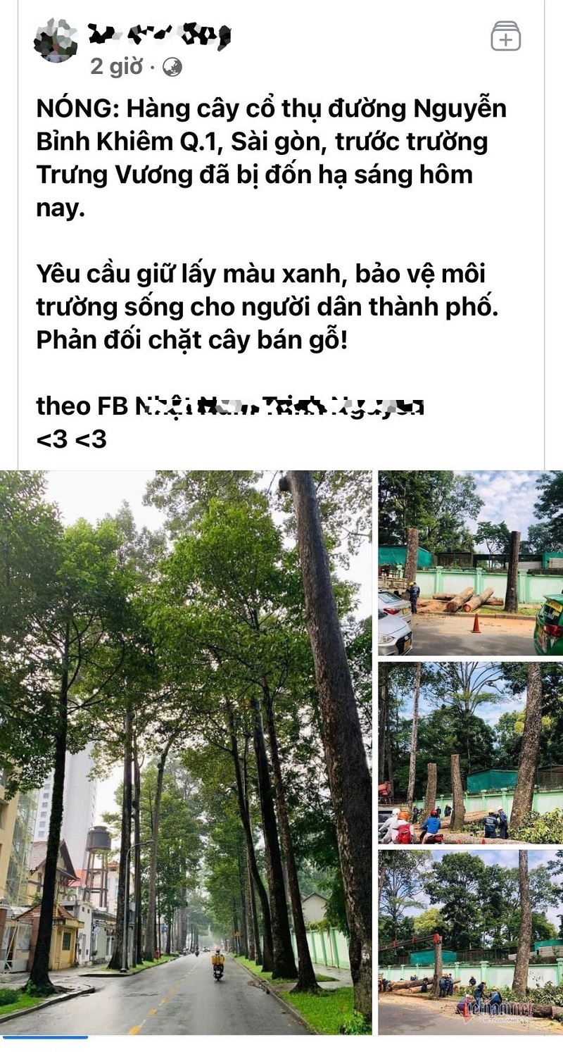 Người dân TP.HCM xót xa ba cây dầu cổ thụ đường Nguyễn Bỉnh Khiêm bị đốn hạ