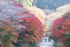 Ngắm hoa anh đào nở rộ trong sắc thu đỏ vàng rực rỡ ở Nhật