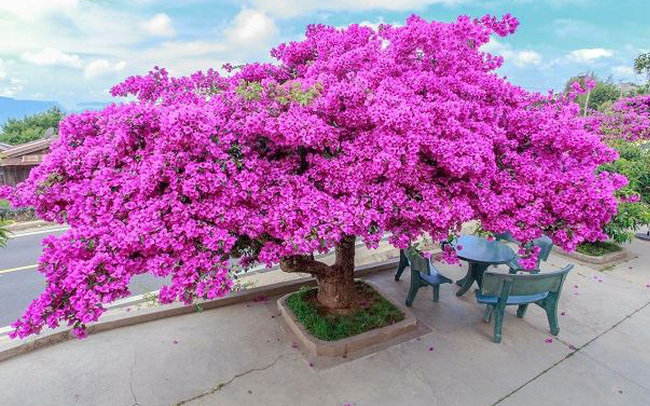 Vietnam specialties: rare bougainvillea offered for VND7 billion