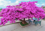 Vietnam specialties: rare bougainvillea offered for VND7 billion