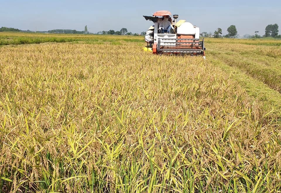 Nông nghiệp Việt: Thay đổi từ tư duy địa phương sang tư duy toàn cầu