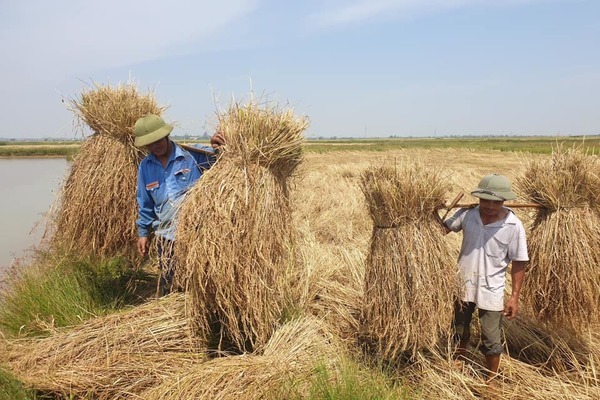 Nông nghiệp Việt: Thay đổi từ tư duy địa phương sang tư duy toàn cầu