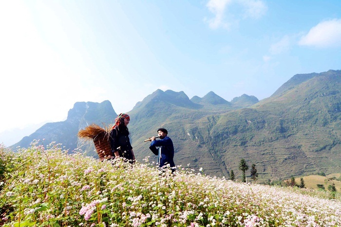 Đá luôn nở hoa trên cao nguyên Hà Giang