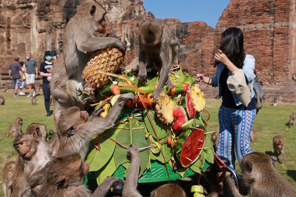 Khỉ 'bâu' kín du khách, giành ăn sầu riêng đắt tiền trong lễ hội kỳ lạ