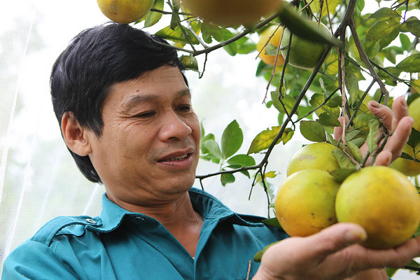 Rớt giá quá nửa, miền đặc sản một mùa thê thảm