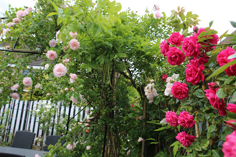 Bị mẹ bạn trai đuổi về vì 'không dọn nhà giúp', cô gái phản ứng 'nét căng'