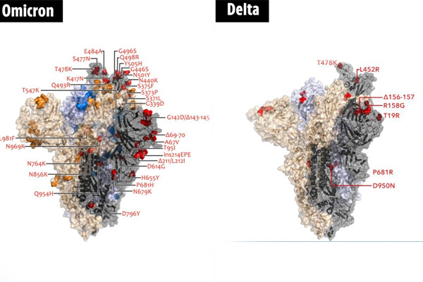 Hình ảnh của biến thể Omicron khiến giới khoa học cảnh giác