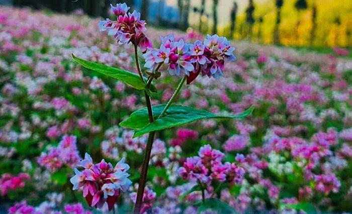 Mùa hoa Tam giác mạch- món quà tuyệt đẹp Hà Giang tri ân du khách