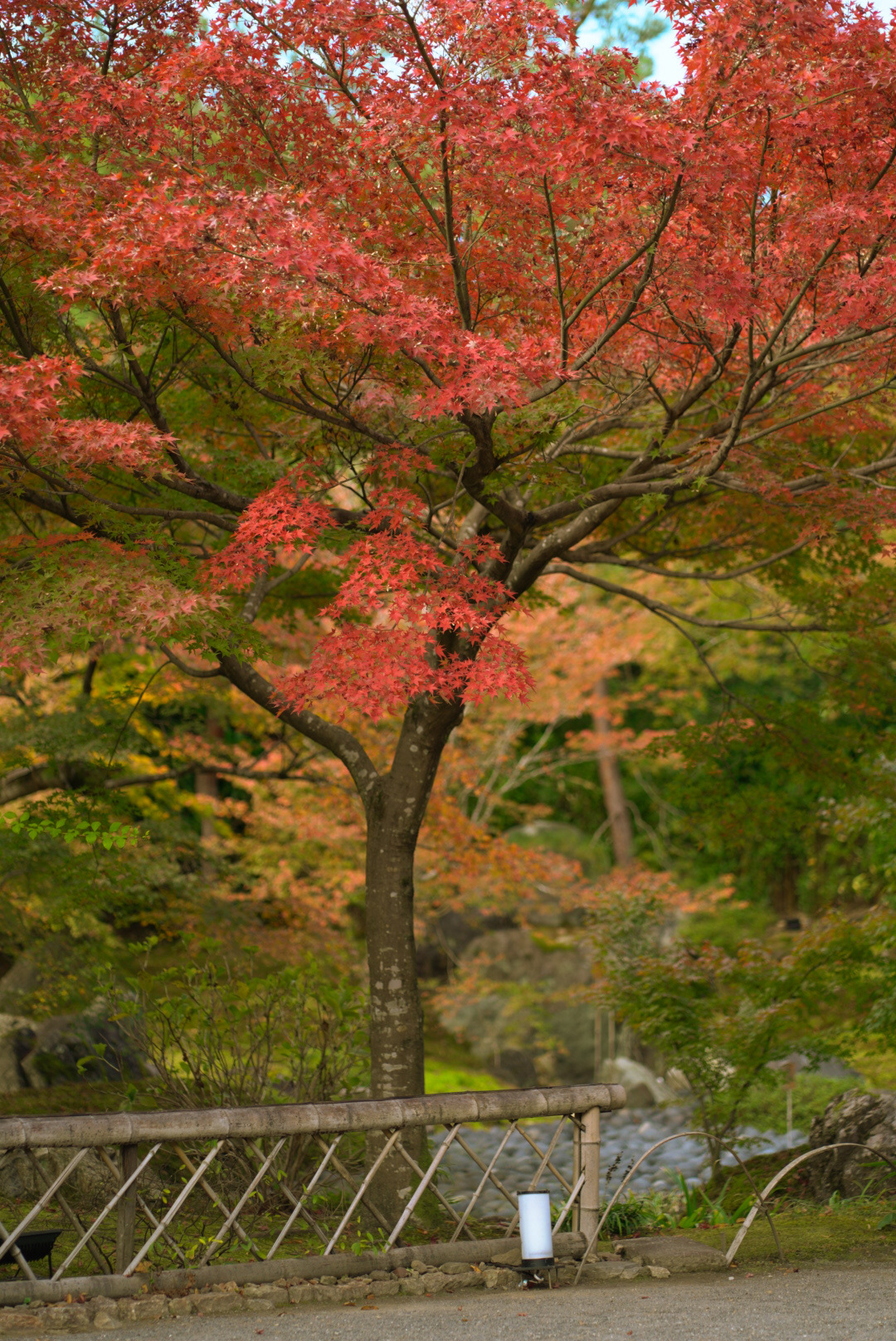 Đường phố trải thảm vàng, công viên rợp sắc đỏ ngày cuối thu ở Nhật Bản