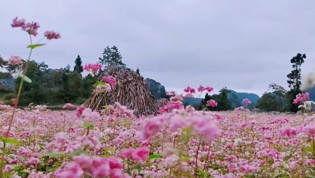 Hà Giang livestreame trực tiếp quảng bá mùa hoa Tam giác mạch