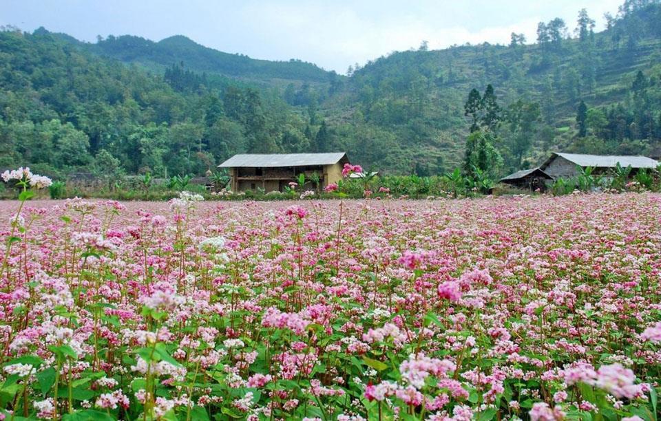 Mùa hoa Tam giác mạch- món quà tuyệt đẹp Hà Giang tri ân du khách