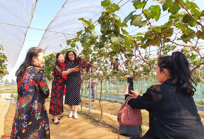 Trồng nho trên cát, vợ chồng trẻ ngỡ ngàng vì khách giành mua tại ruộng