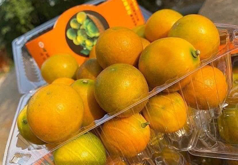 Sầu riêng ngon nhất thế giới rẻ chưa từng thấy ở Việt Nam