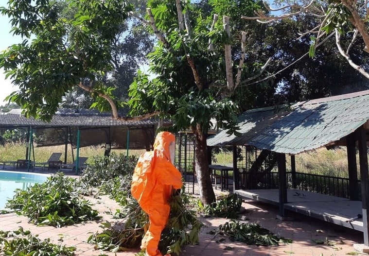 Cảnh sát TP.HCM gỡ 10 tổ ong vò vẽ gây nguy hiểm cho người dân