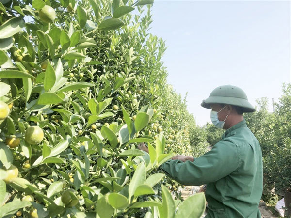 Hanoi growers adapt to COVID conditions ahead of Tet