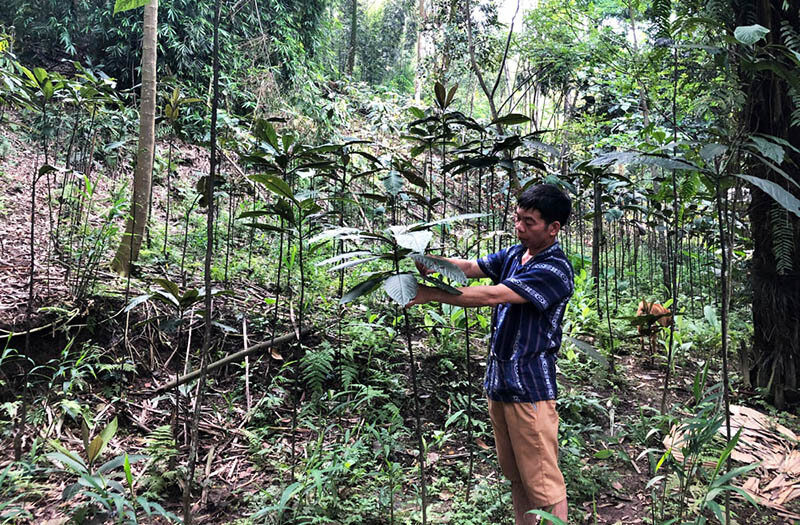 Vietnam wants to exploit enormous medicinal herb treasure