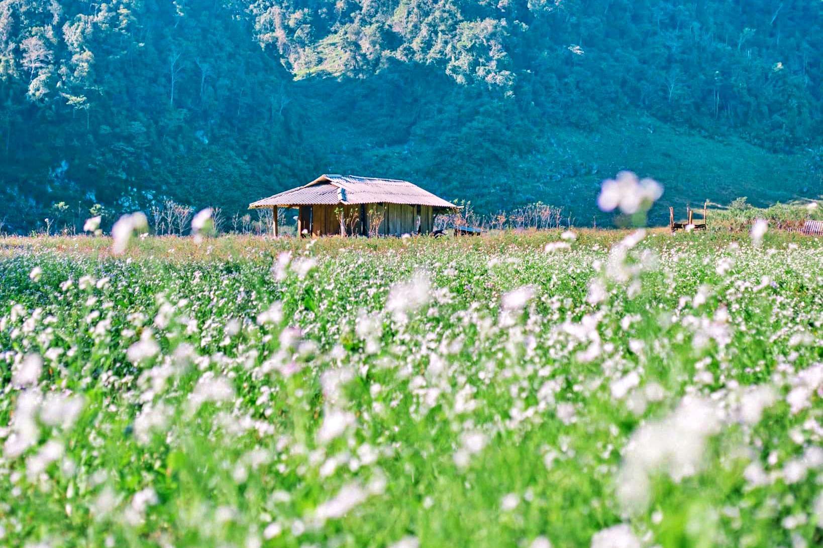 Trải nghiệm 'xuyên không' ở làng nguyên thủy Mộc Châu đẹp như Thuỵ Sỹ