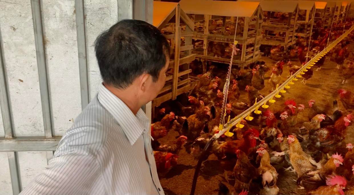 Nuôi gà trong chuồng lạnh, lão nông ở Bình Dương thu 90 tỷ đồng mỗi năm