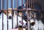 Hoi An is first locality to commit not to eat dog and cat meat