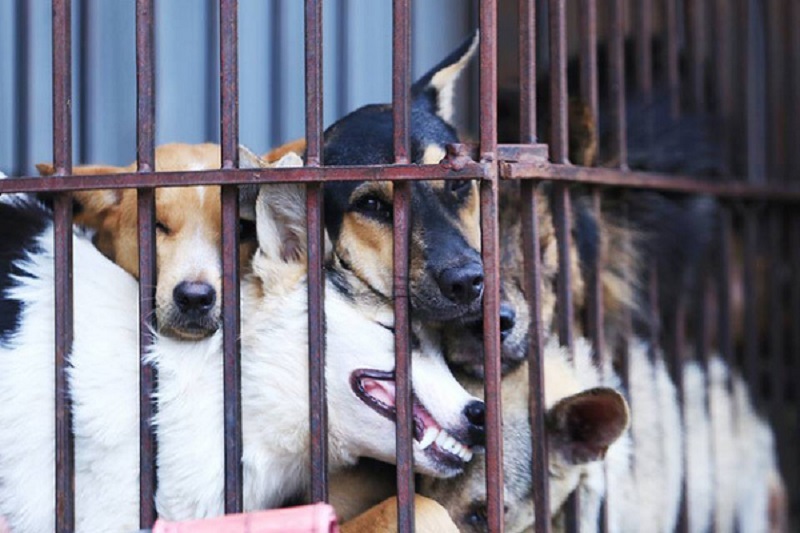 Hoi An is first locality to commit not to eat dog and cat meat