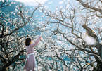 Top sites to see Moc Chau plum blossoms